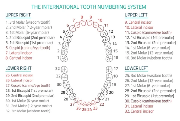 Tänder infographic 06 B-13 — Stock vektor