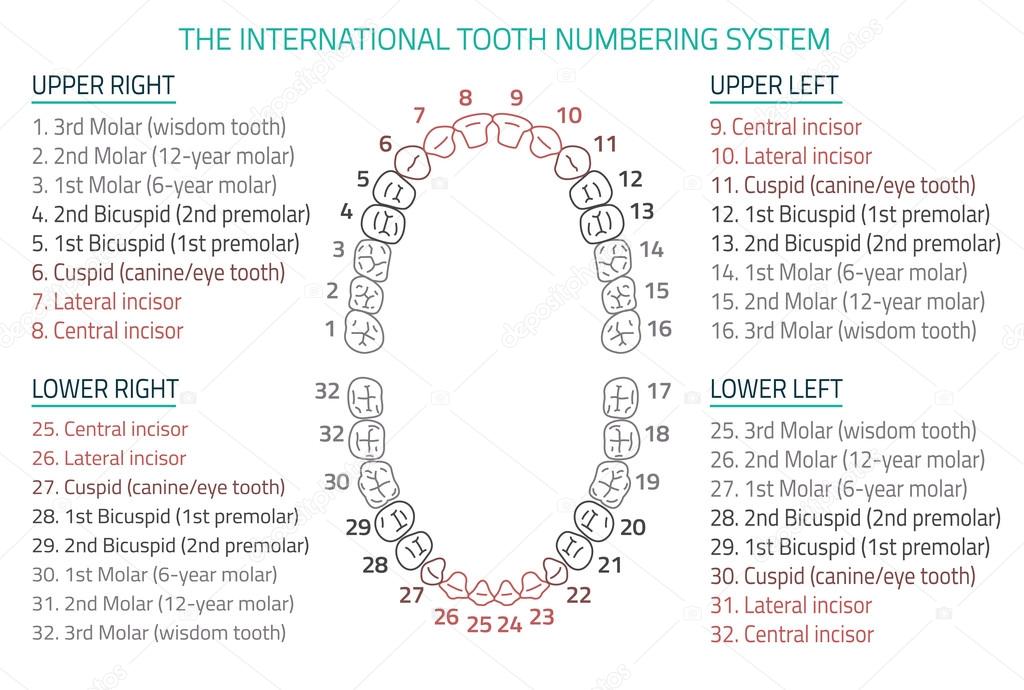схема нумерации зубов у взрослого человека. Teeth names. Tooth numbering system. Tooth numbering. стоматологическая нумерация зубов схема.