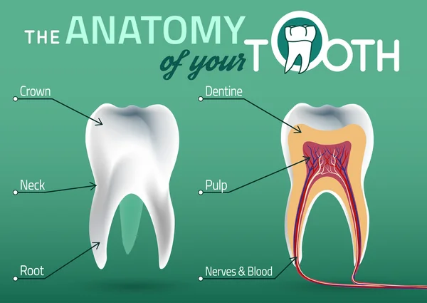Diş vektör anatomisi — Stok Vektör