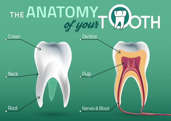 Anatomía del vector dental — Vector de stock