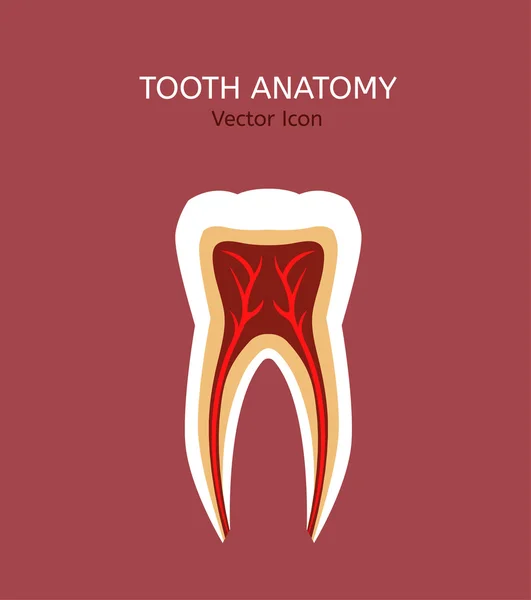 Ícone do vetor de dentes —  Vetores de Stock