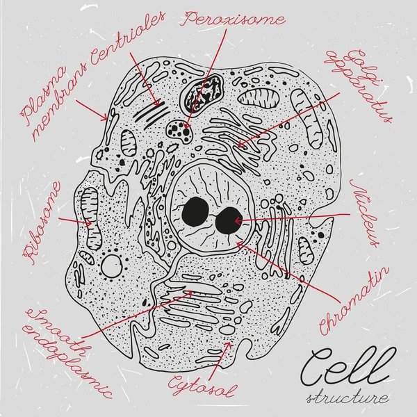 Célula dibujada a mano — Archivo Imágenes Vectoriales