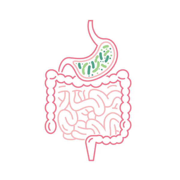 Икона пробиотиков Lactobacillus. Нормальный грамположительный анаэробный признак микрофлоры. — стоковый вектор