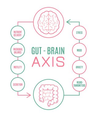Gut - Brain AXIS vertical poster. Medical infographic.