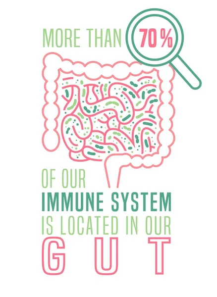 有关肠胃的有用资料的医疗海报 — 图库矢量图片