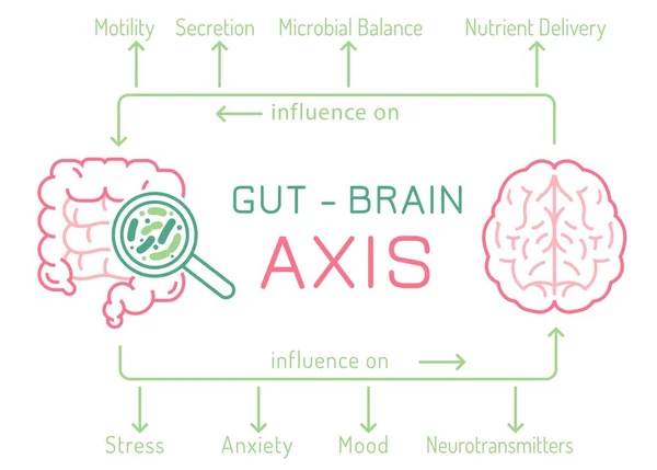 Gut - Hersenen AXIS landschap poster. Nuttige infographic. — Stockvector