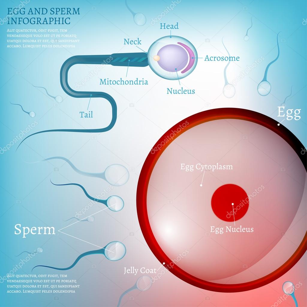 01 Egg Fertilization