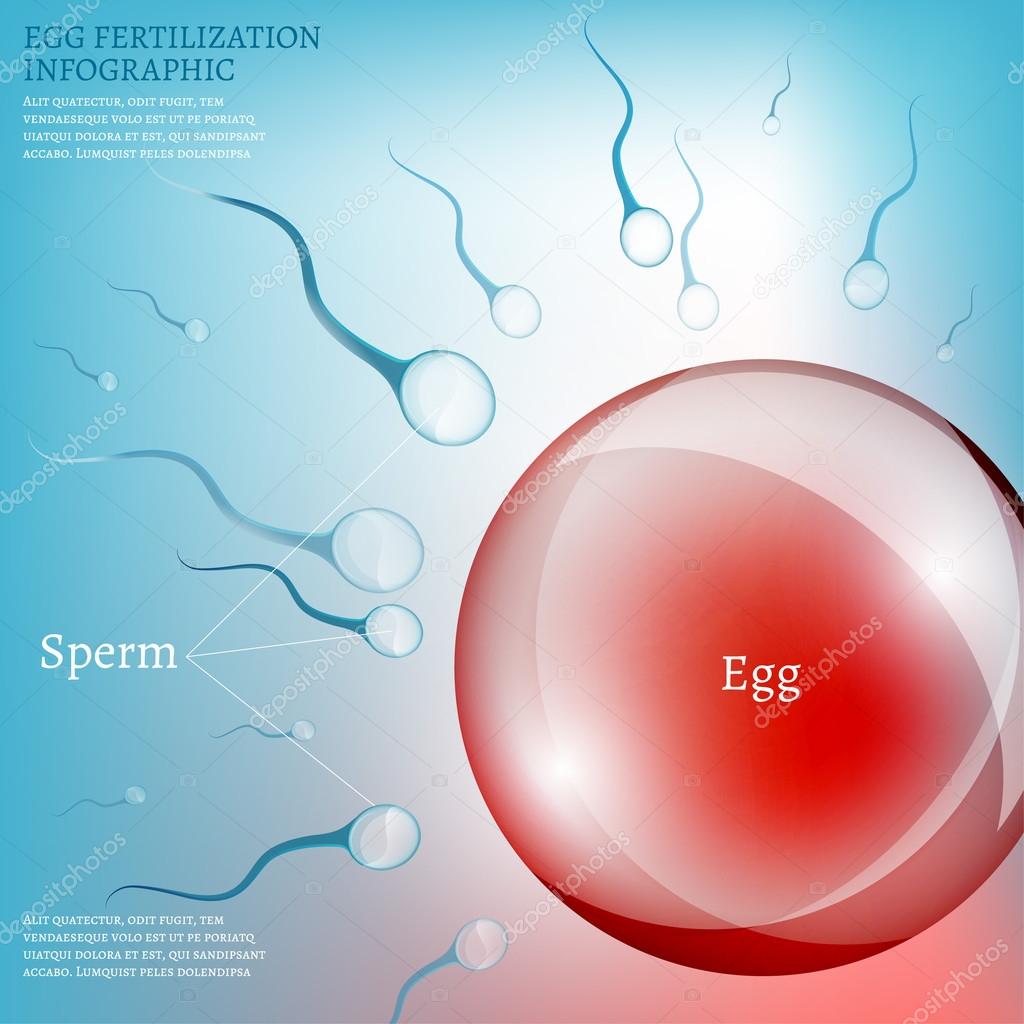 Egg Fertilization