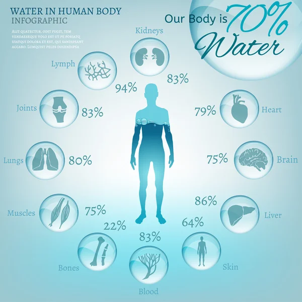 Water in Body — Stock Illustration Water in Body Stock Illustration