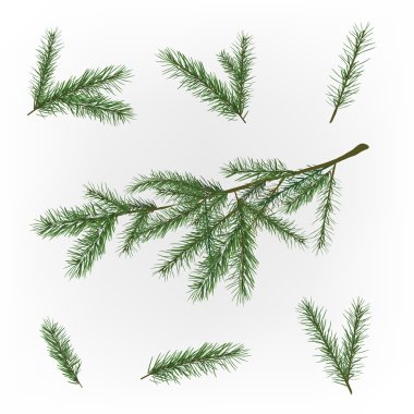 Noel ağacı dalı