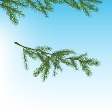 Noel ağacı dalı
