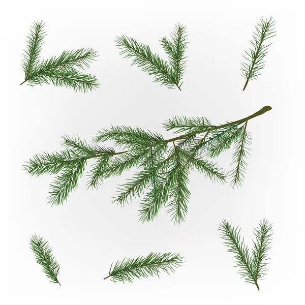 Christmas tree branch — Stock Illustration Christmas tree branch Vector Graphics