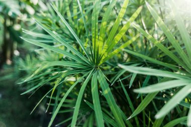 yeşil palmiye ağacı