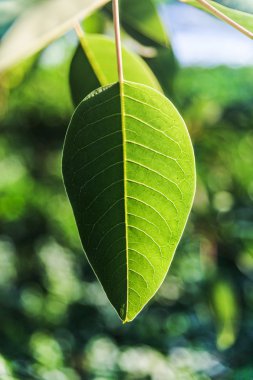 Yeşil taze yaprakları
