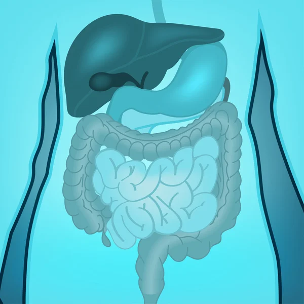 Pièces internes du corps — Image vectorielle