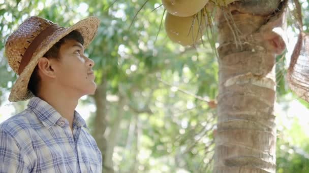 Joven Agricultor Asiático Sonriente Está Recogiendo Cocos Pequeños Cortos Cuya — Vídeos de Stock