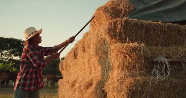 Slow Motion Silhouet Scene Van Een Mannelijke Aziatische Boer Het — Stockvideo