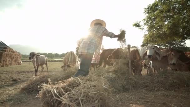 Een Slow Motion Scène Van Een Aziatische Mannelijke Boer Een — Stockvideo