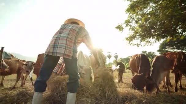 Zpomalená Scéna Asijského Farmáře Venkově Jak Krmí Stádo Krav Senem — Stock video