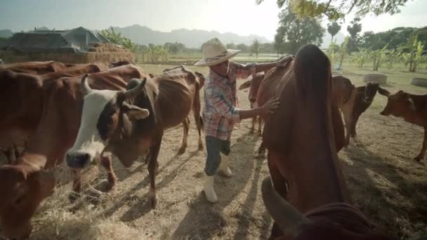 Zpomalená Scéna Asijského Farmáře Venkovské Oblasti Který Stará Krávy Které — Stock video