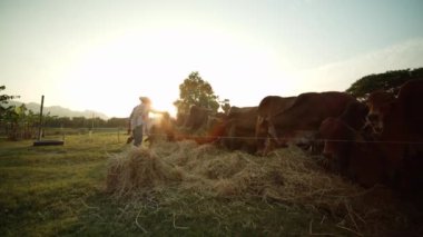 Asyalı bir erkek çiftçinin kırsal kesimdeki bir çiftçiye ait yavaş çekim sahnesi. Akşam güneş doğarken bir sürü ineği saman ya da samanla besliyor. Güneş ışınları onu incelikle süzüyor..
