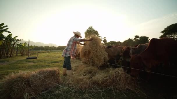 Scène Ralenti Agriculteur Asiatique Dans Une Zone Rurale Nourrissant Troupeau — Video