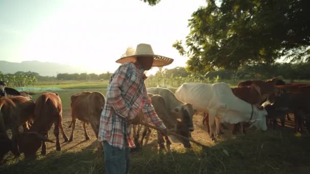 Slow Motion Scene Rural Asian Farmer Uses Rake Fresh Grass — Stock Video