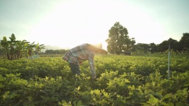 Asyalı bir erkek çiftçinin kırsal kesimde yer fıstığı topladığı akşam güneş ışığı doğada onu süzerken yavaş çekim sahnesi..