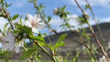 Badem çiçeği rüzgarla hareket etti. 4K yüksek kalite.