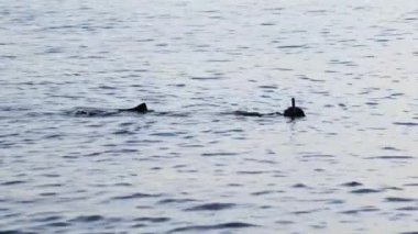 Diver in mask and flippers swimming on the surface of the water.