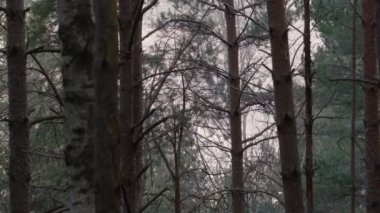 Karanlık, gizemli sonbaharın statik görüntüsü ya da ağaçların yavaşça hareket ettiği kış ormanı..