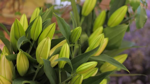Enge Knospen grüngelber Lilien in einem Blumenladen. Frische Schnittblumen zum Verkauf. — Stockvideo