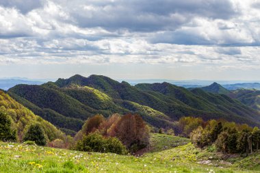 Yeşil dağ tepeleri kısmen güneş tarafından aydınlatılır. Orman ve yeşil çayır ön planda. Katalunya, İspanya