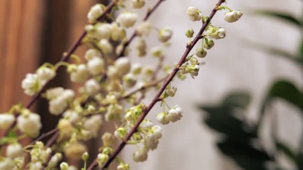 Μικρά λευκά άνθη κατά μήκος φυλλώδη κλαδιά Spirea. Λουλούδι κατάστημα συλλογή για διακόσμηση μπουκέτο. — Αρχείο Βίντεο