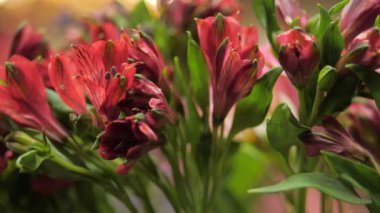Bir buket kırmızı çiçek, Alstroemeria. Yakın plan. Seçici odak