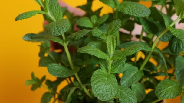 Seseorang memeriksa dengan hati-hati kondisi daun mint. Berkebun di rumah. Sebuah tangan menyentuh tanaman mint di latar belakang kuning — Stok Video