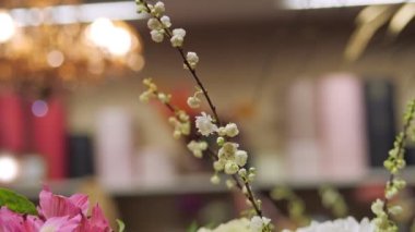 Küçük beyaz çiçekli taze Spirea dallarına yakın çekim. Çiçekçide çiçek dekoru için zarif çiçekler..