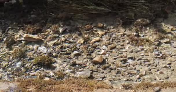 Klar vattenyta i fjällälv eller bäck med stenbotten. Mousserande flöde av kallt vatten i solljus — Stockvideo