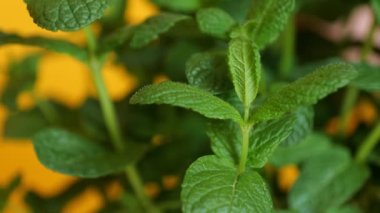 Naneli şeker fabrikasını kapatın. Nane yaprağı dokusu. Gündüz vakti yapraklara dokunan biri..
