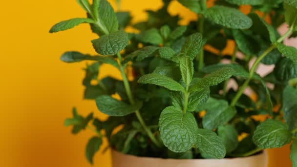 Primo piano di impianto familiare in una pentola. La mano sta toccando foglie di menta su sfondo giallo. Il concetto di giardinaggio domestico e la cura delle piante da interno. — Video Stock