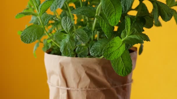 Muntplant thuis in papieren pot op de gele achtergrond. Het concept van tuinieren en verzorging van binnenplanten. — Stockvideo