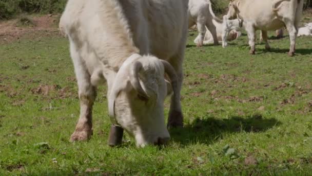 Vaca branca com chifres e testa bonito, pastando no prado dos campos da Catalunha, na Espanha. Uma vaca comendo grama com rebanho no fundo. — Vídeo de Stock