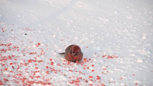 Bullfinch springt in de sneeuw en eet rode bessen. — Stockvideo