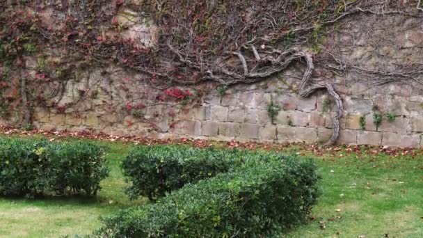 Colorido otoño Boston Ivy en la pared de piedra en un parque. Partenocissus tricuspidata — Vídeos de Stock