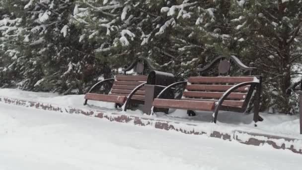 Panchine in legno in un parco cittadino con abeti sullo sfondo. Tempo nevoso nell'inverno siberiano. — Video Stock