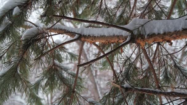 Ramas de pinos nevados de cerca en diciembre. Árboles cubiertos de nieve de coníferas en invierno. — Vídeos de Stock