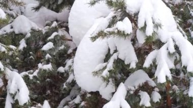 Yoğun kar kozalaklı bir ormana düşüyor. Karla kaplı köknar dalına yakın plan.
