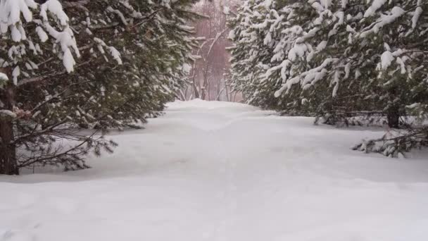 Stadsparken på vintern under det tunga snöfallet. Vandringsled mellan barrträd — Stockvideo