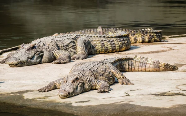 Deux Alligators Reposant Sur Plate Forme Pierre Jour Ensoleillé Images De Stock Libres De Droits