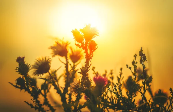 Цветок подсветки солнца в атмосфере заката — стоковое фото